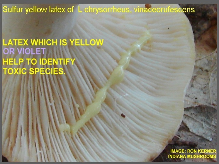 Slide060
