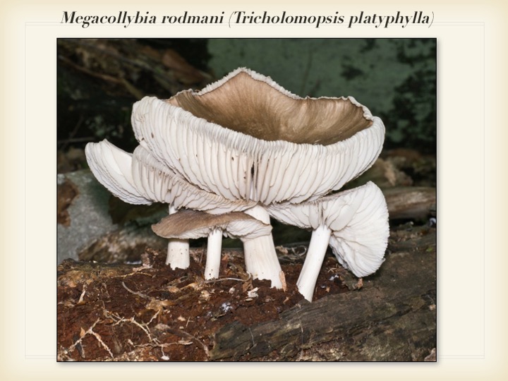 Slide063