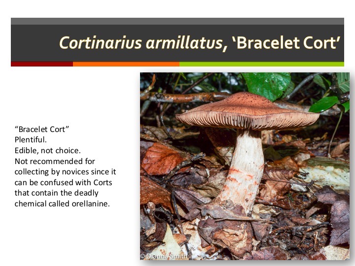 Slide062