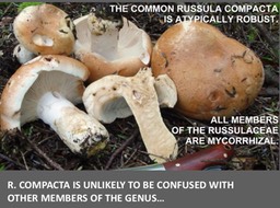 Slide065