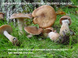 Slide096