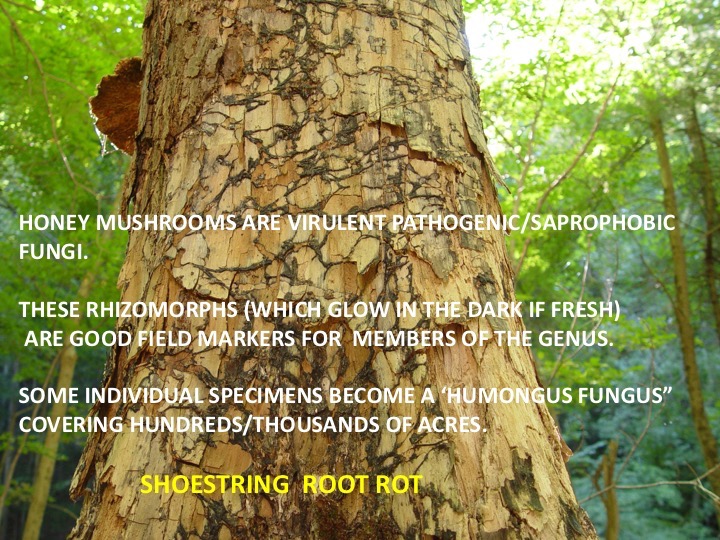 Slide098