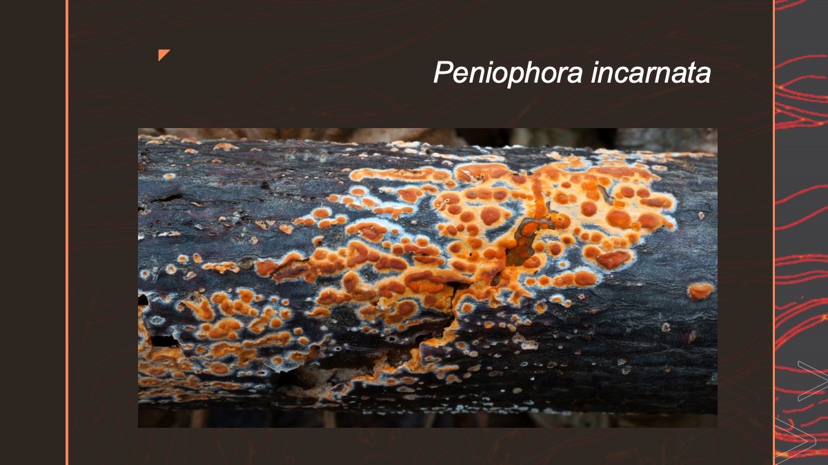 Slide21