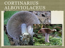 Slide29