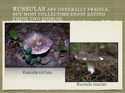 Slide33