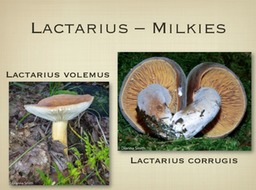 Slide36