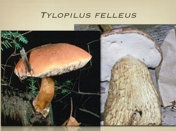 Slide48