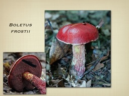 Slide50