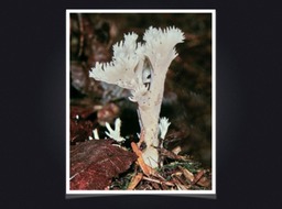 Slide52