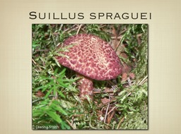 Slide53