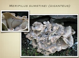 Slide56