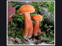 Slide58