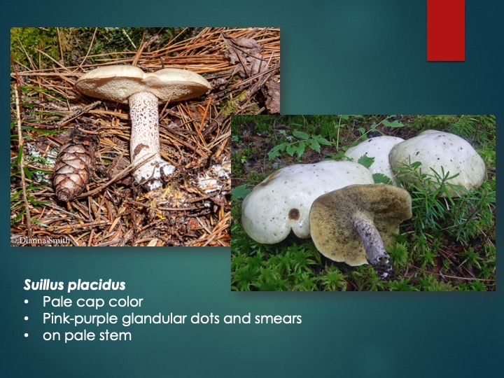 Slide58
