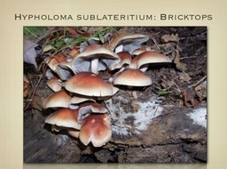 Slide60