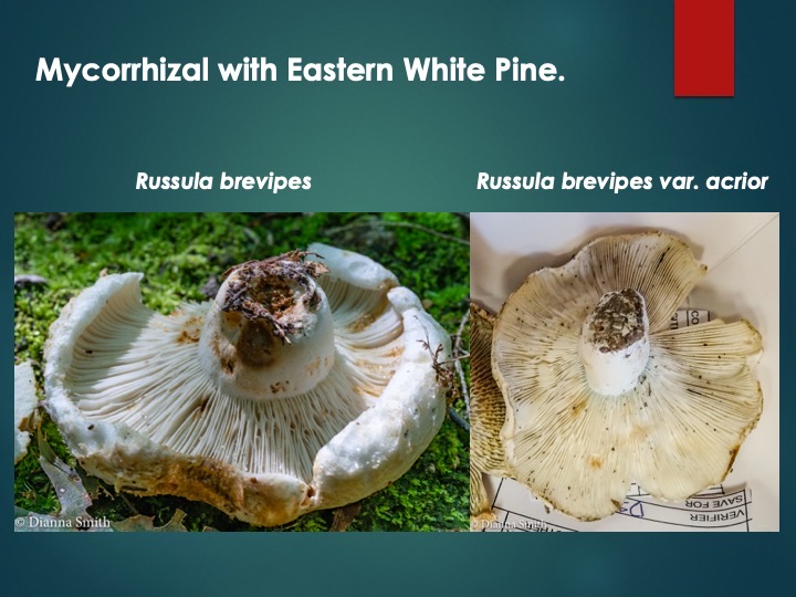Slide60