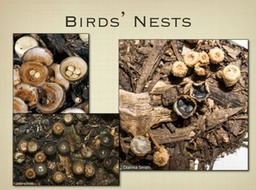 Slide61
