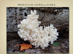 Slide63