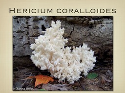 Slide64