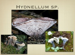 Slide66