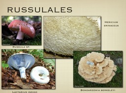 Slide74