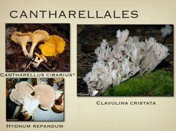 Slide77