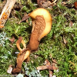 Spathularia velutipes9326