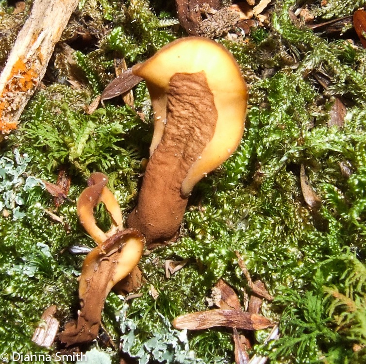 Spathularia velutipes9326