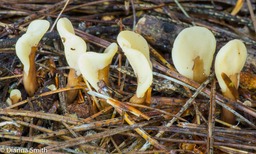 Spathulariopsis velutipes00586