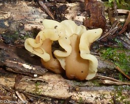 Spathulariopsis velutipes1020129