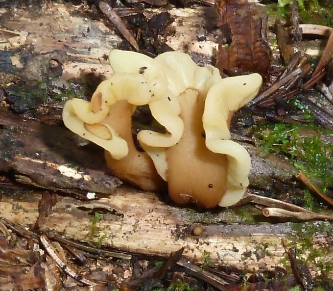 Spathulariopsis velutipes1020129