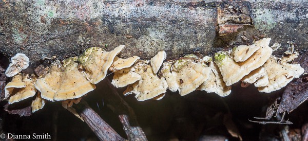 Steccherinum ochraceum 07710