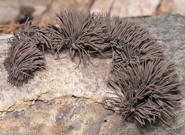 Stemonitis splendens1000264