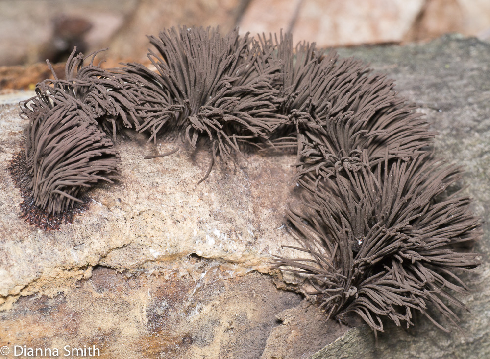 Stemonitis splendens1000264