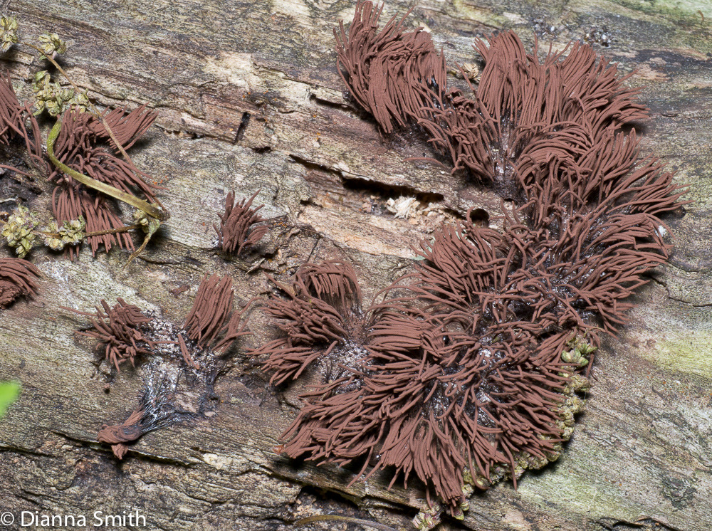 Stemonitis splendens1000313