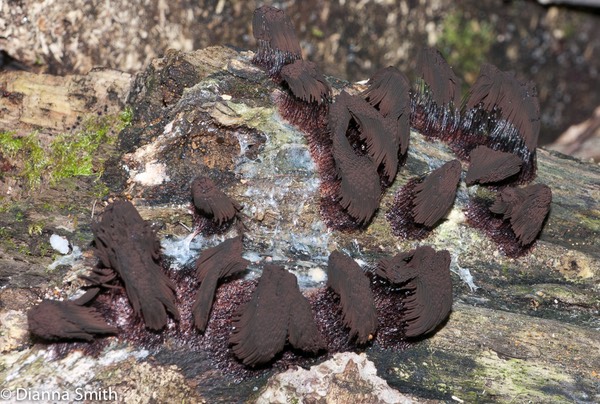 Stemonitis1010359