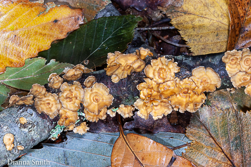 Stereum complicatum e6978