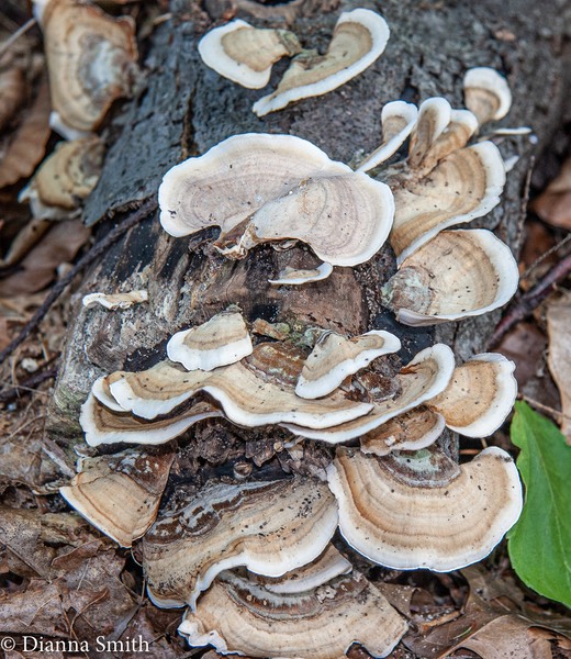 Stereum lobatum yellows when wet on spore side  0021