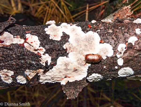 Stereum sanguinolentum 04784