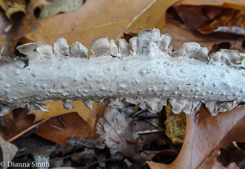 Stereum striatum 05977