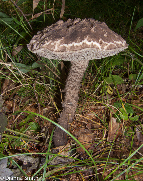 Strobilomyces floccopus 9974