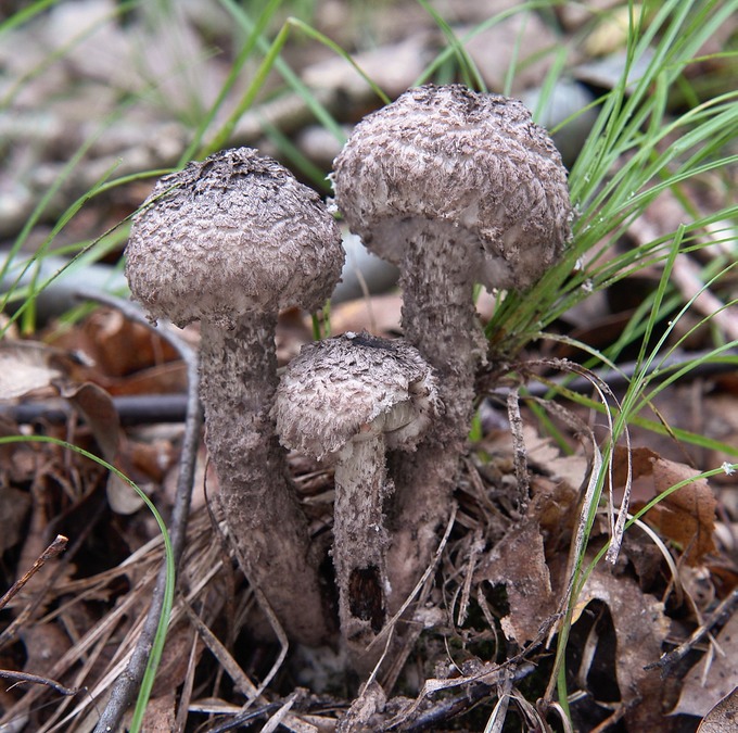 Strobilomyces floccopus8204