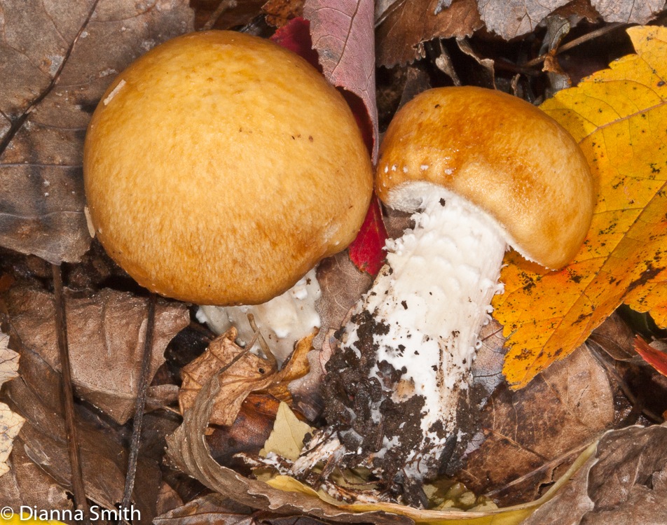 Stropharia hardii6993
