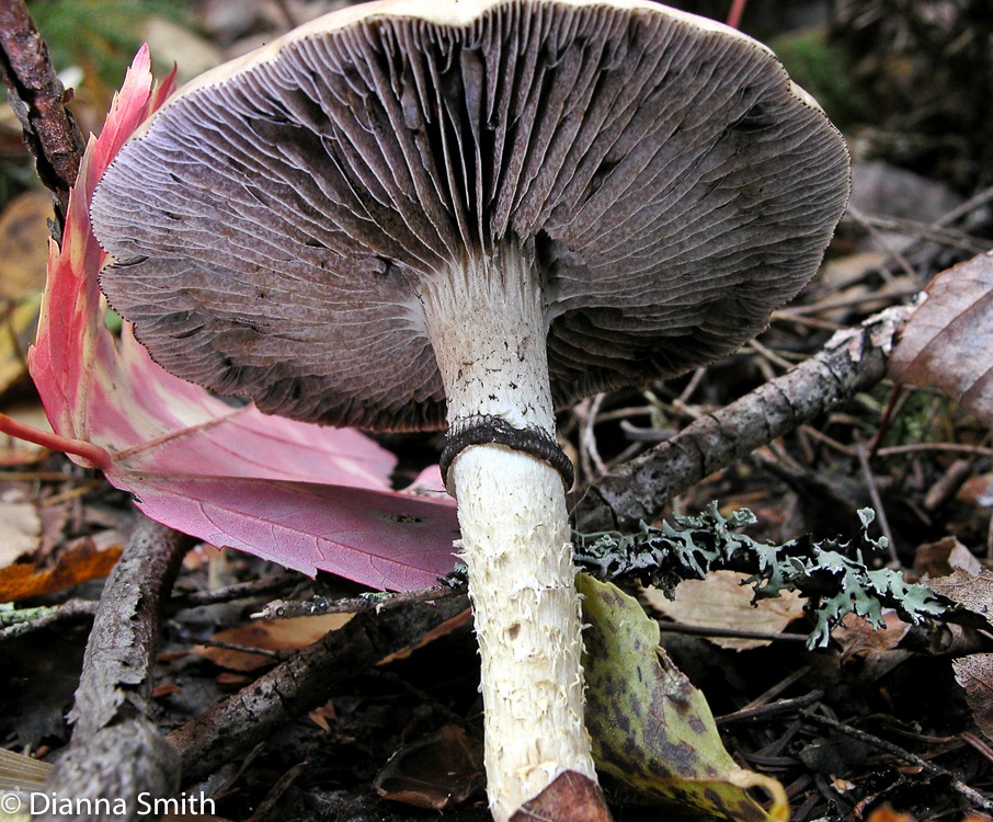 Stropharia hornemannii1418_