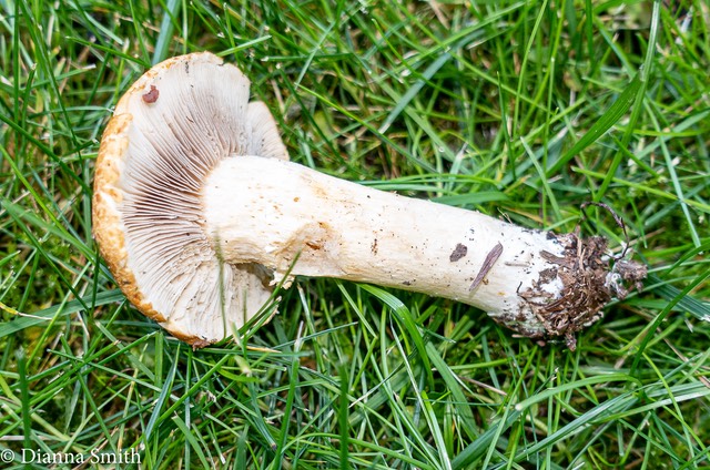 Stropharia kaufmanii 04441