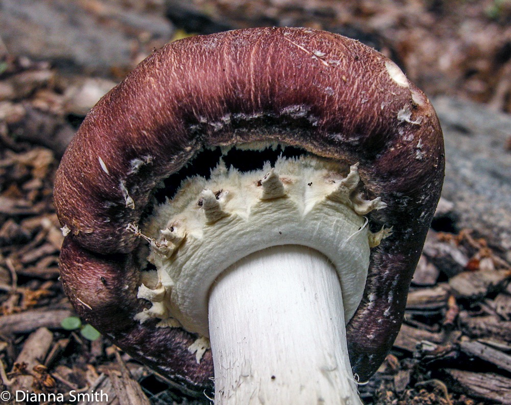 Stropharia rugosoannulata9944