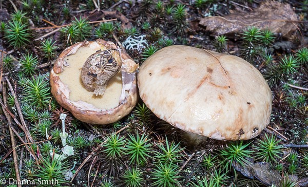 Suillus acidus (Suillus subalutaceus, S. intermedius)   or intermedius  05915