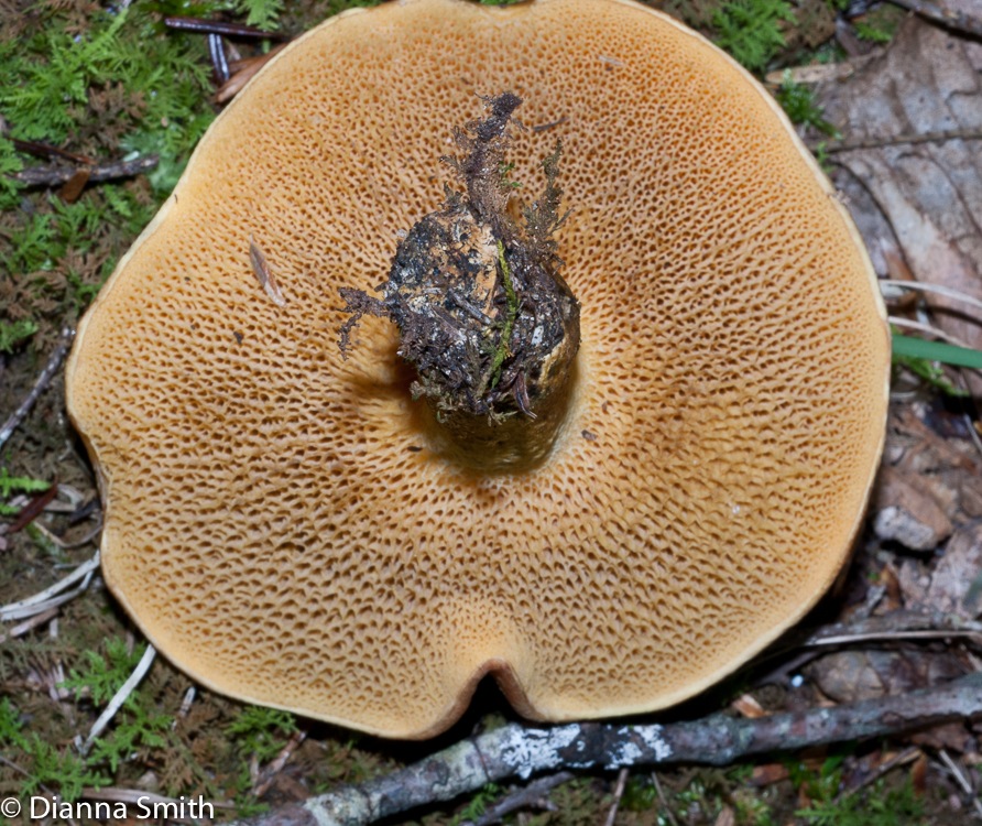 Suillus americanus02912