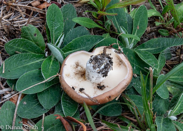 Suillus brevipes 03700