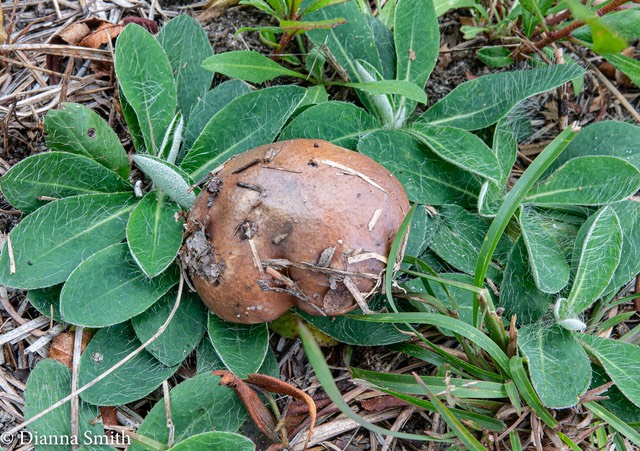 Suillus brevipes 03702