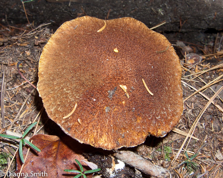 Suillus cavipes 0792
